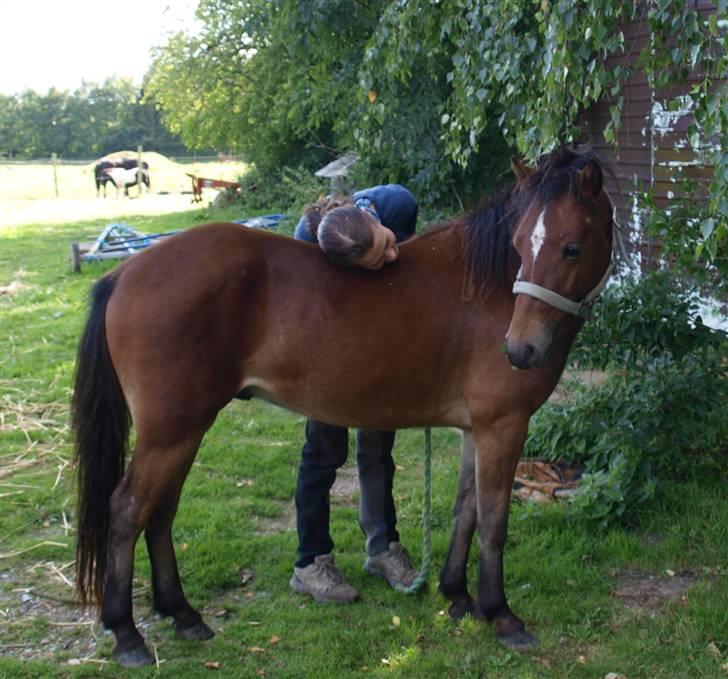 Gotlandsruss Pegasus Pan - Pegasus (sommer 09) billede 2