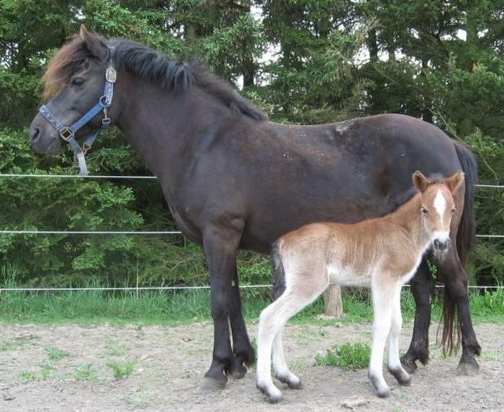 Gotlandsruss Pegasus Pan - "Engang jeg var lille og sammen med mor" billede 7