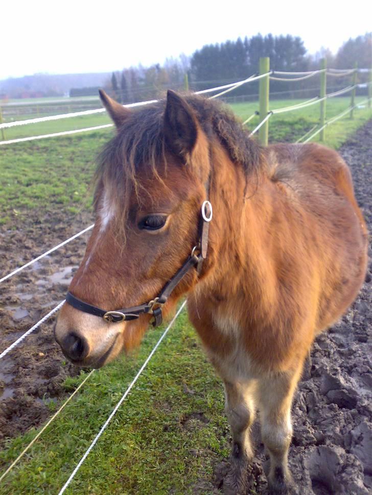 Gotlandsruss Pegasus Pan billede 15