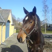 Dansk Varmblod Højbo's Luzian