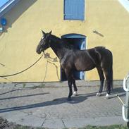 Dansk Varmblod Højbo's Luzian