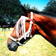 Anden særlig race Calle