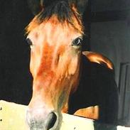 Anden særlig race Calle