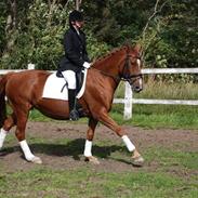 Anden særlig race Sehri