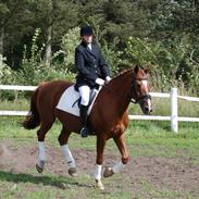 Anden særlig race Sehri