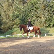 Anden særlig race Sehri