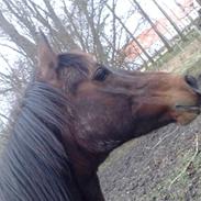 Arabisk fuldblod (OX) Granata <3