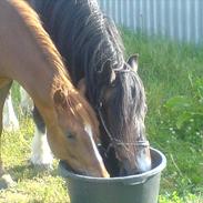 Anden særlig race Victor 