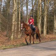 Dansk Varmblod Coeur <3 Himmelen er en stjerne rigere <3