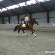 Anden særlig race Charlie 