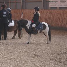 Shetlænder ' Fiona<'3