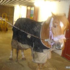 Anden særlig race picasso<3(gl.part:( !!!!)