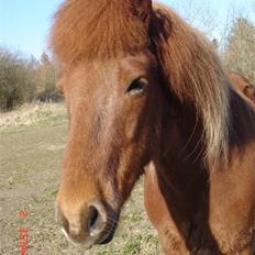 Isl&#230;nder Vignir 