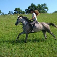 Anden særlig race Cesja