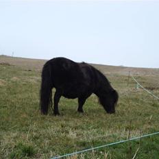 Shetlænder Mille † DØD †