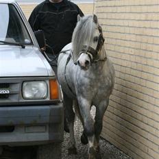 Welsh Mountain (sec A) Rhydgwillim Paddy - 1.kl.