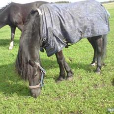 Dartmoor franco (solgt)