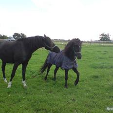 Dartmoor franco (solgt)
