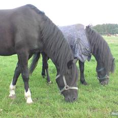 Dartmoor franco (solgt)