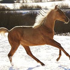 Palomino Krøjberg´s Cassiopeia 