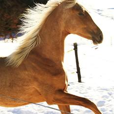 Palomino Krøjberg´s Cassiopeia 