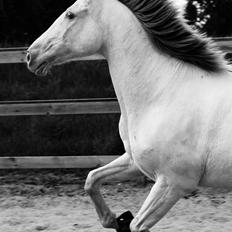 Lusitano Bohemio