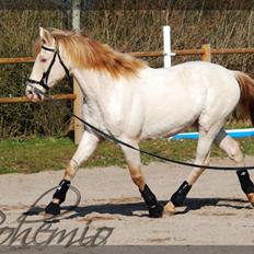Lusitano Bohemio
