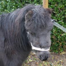 Miniature Lille Rosa* farmors pony*