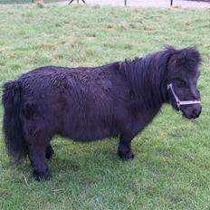 Miniature Lille Rosa* farmors pony*