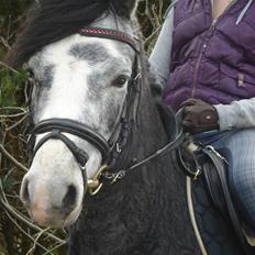 Welsh Pony (sec B) Korreborgs Vivaldi/ solgt