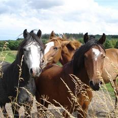 Welsh Pony (sec B) Korreborgs Vivaldi/ solgt
