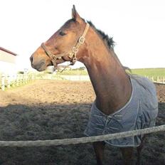 Dansk Varmblod Salantha Hill