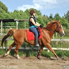 Dansk Varmblod Delight