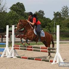 Irsk Sportspony Pimboli  *Solgt*