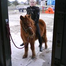 Shetlænder tøsen<3