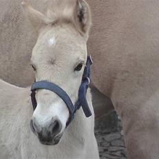 Fjordhest Bavnshøj´s Kaiser Julius (Død)
