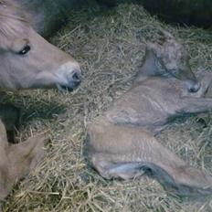 Fjordhest Bavnshøj´s Kaiser Julius (Død)