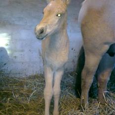 Fjordhest Bavnshøj´s Kaiser Julius (Død)