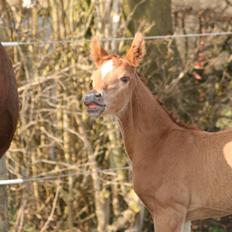 Arabisk fuldblod (OX) Emilio DØD D. 21. maj