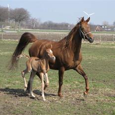 Arabisk fuldblod (OX) Emilio DØD D. 21. maj