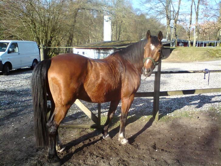 Dansk Varmblod  Acorty billede 1