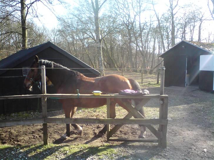 Dansk Varmblod  Acorty billede 2