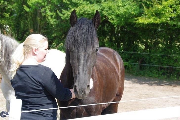 Frieser Annabell v.d. all blacks*Himmelhest* billede 7