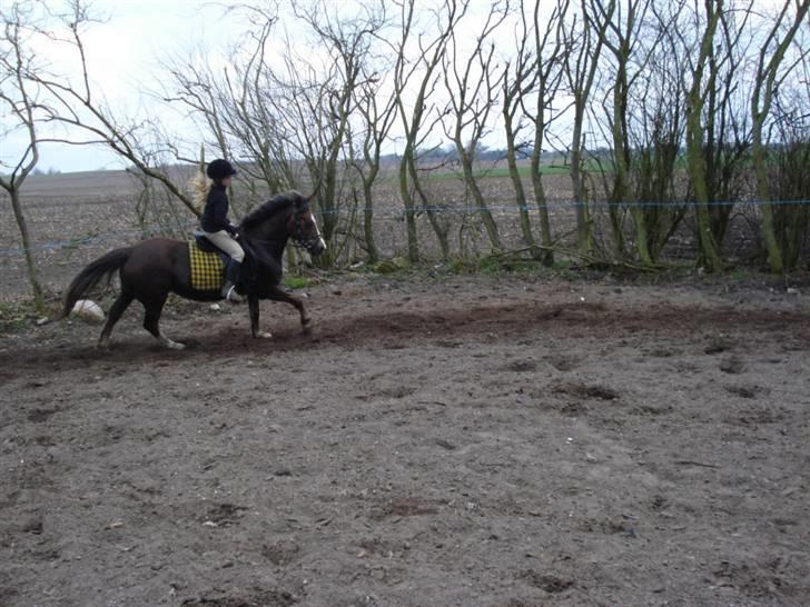 New Forest VMG`s Rødhætte tidl. lånt - Galop galop billede 4