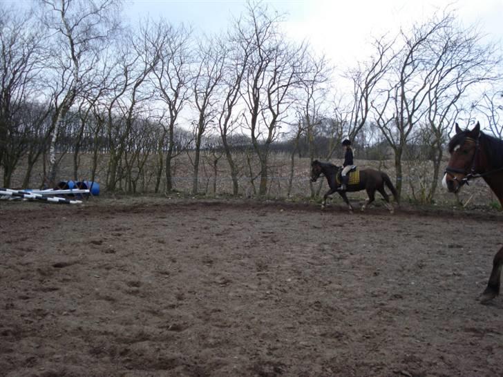 New Forest VMG`s Rødhætte tidl. lånt billede 5