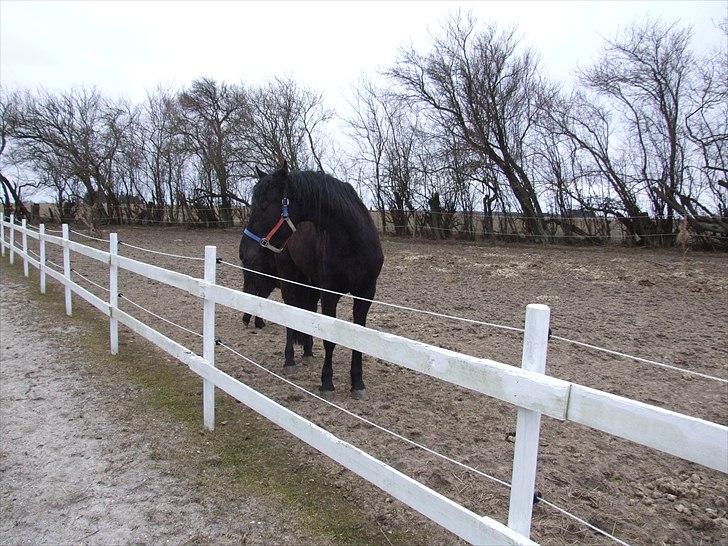 Frieser Annabell v.d. all blacks*Himmelhest* billede 8