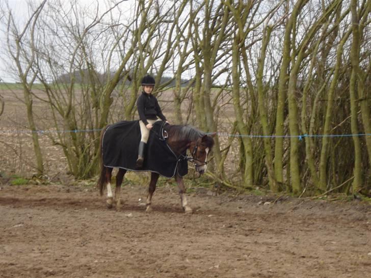 New Forest VMG`s Rødhætte tidl. lånt - 2 trætte "damer" billede 7