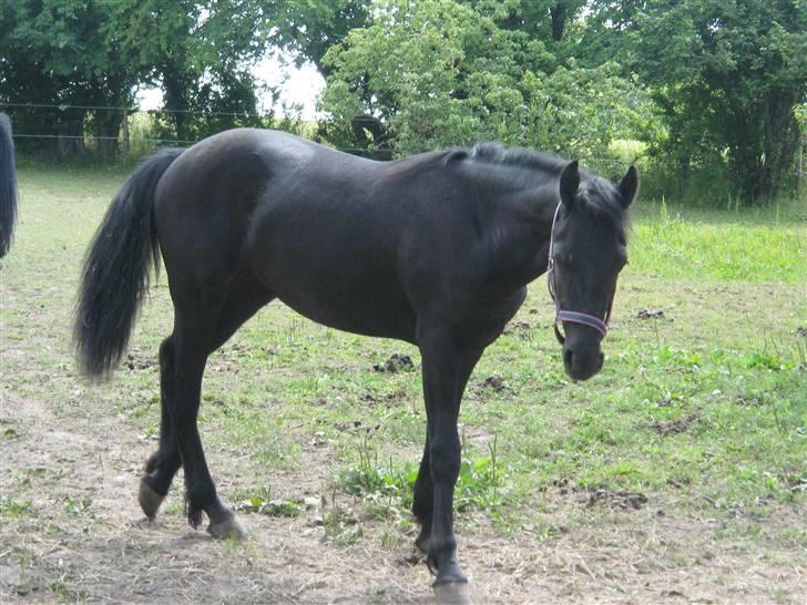 Frieser Annabell v.d. all blacks*Himmelhest* - hej mor. billede 9