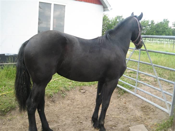 Frieser Annabell v.d. all blacks*Himmelhest* - jeg er blevet stor efter hånden billede 10