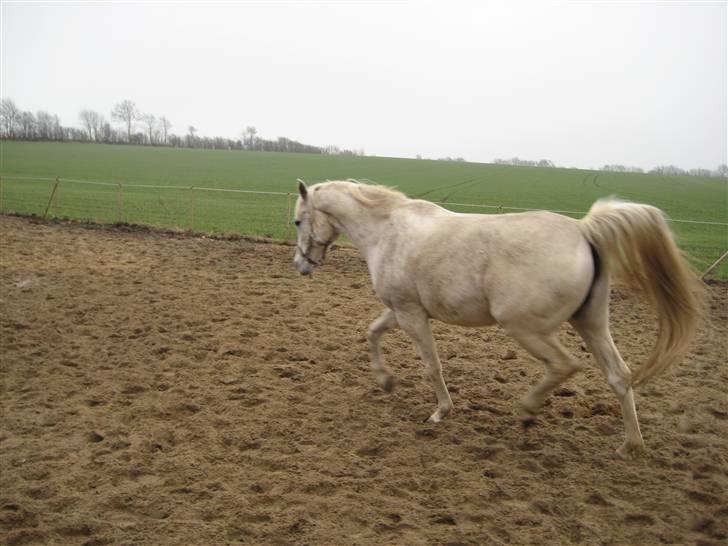 Arabisk fuldblod (OX) Cynthia ox 2172 billede 14